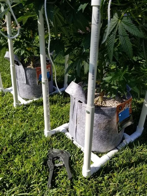 Benefits of SCROG vs LST - SCROG - I Love Growing Marijuana Forum