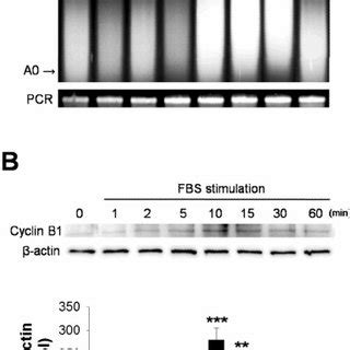 Cyclin B1 mRNA polyadenylation and translation following FBS stimulation | Download Scientific ...