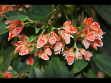 Begonia Radicans, a trailing plant, flowers for about 4months late winter early spring | Begonia ...