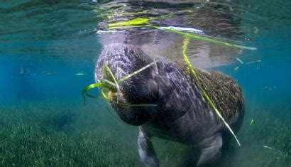 Conservation Efforts in the Manatee Capital of the World