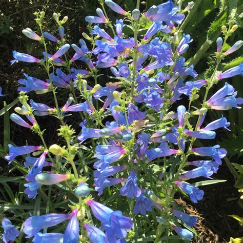 Penstemon 'Electric Blue', Beardtongue 'Electric Blue' in GardenTags ...