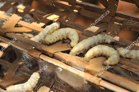 Silkworms Bombyx Mori Sericulture Silk Farming Editorial Stock Photo ...