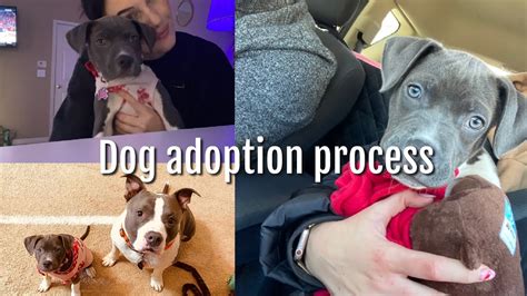 DOG ADOPTION PROCESS: The first steps + how it works + how long it ...