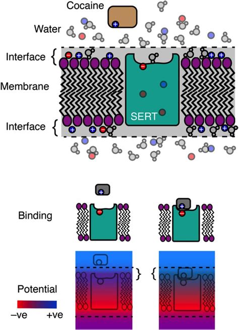 Electrophysiology: Leading the charge | eLife