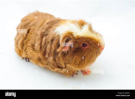 One guinea pig merino on white background Stock Photo - Alamy