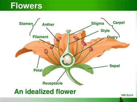 Plant Reproduction & Development