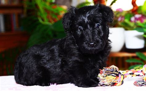 Scottish Terrier Puppies Breed information & Puppies for Sale