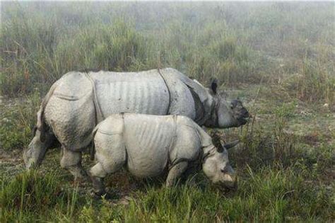 Indian park battles poachers targeting rhino horn