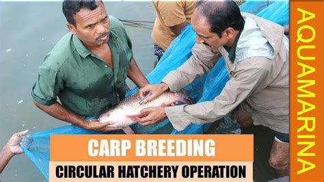 Carp breeding & Circular hatchery management | Carp Hatchery | carp Fish breeding || Aquamarina ...