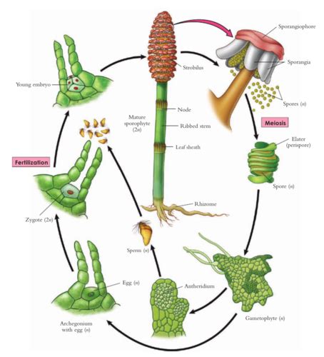 Phylum Sphenophyta Flashcards | Quizlet