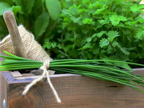 Small-Space Gardening: How to Create a Thriving Container Garden on Your Terrace or Balcony ...