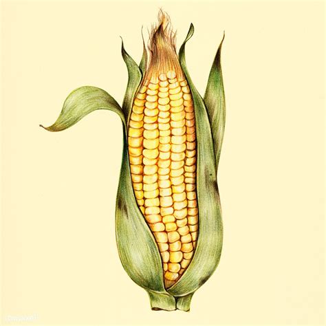 How To Draw A Corn