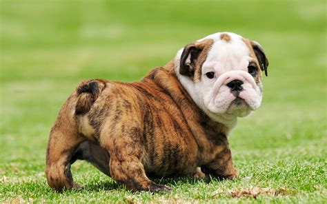 Bulldog inglés, pequeño cachorro marrón, animales lindos, perros ...