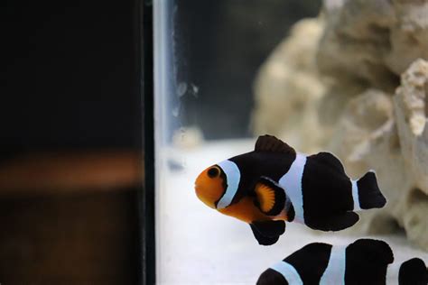 Quality Marine Aquacultures Two Morphs Of Ocellaris Clownfish ...