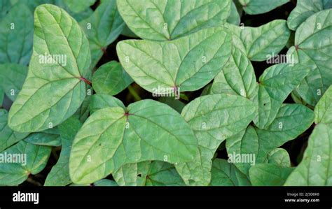 Triangle shaped twin leaf natural background pattern image. Rare plant ...