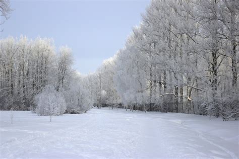 The snowy landscape Free Photo Download | FreeImages