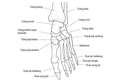 Fungsi Tulang Jari Kaki Lengkap dengan Anatomi serta Ancamannya - Sonora.id