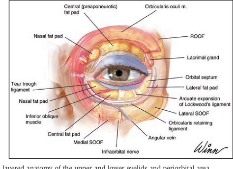 Periorbital Anatomy