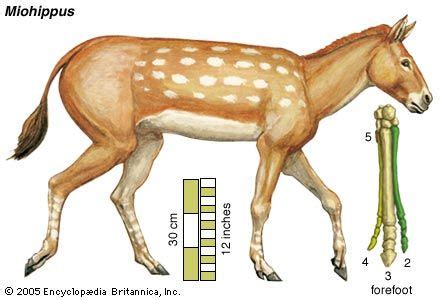 Miohippus | fossil mammal genus | Britannica.com