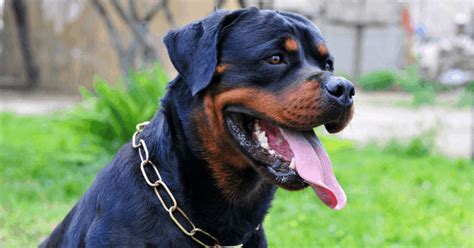 Rottweiler Protection Dogs | Family Protection Dogs | Personal ...