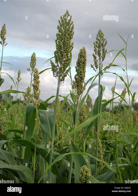 Jowar Sorghum Jawar plant field farm crop India Stock Photo - Alamy