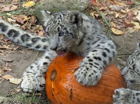 BABY SNOW LEOPARD AT THE CENTRAL PARK ZOO | Baby snow leopard, Baby in ...