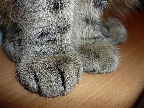 Cat Cat'S Paw Print - Free photo on Pixabay