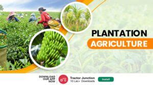 What is Plantation Agriculture - Crops & Characteristics