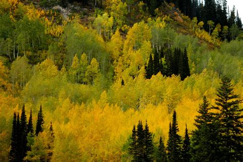 Aspen trees with fall color. Brighton, Utah Aspen Trees, Fall Colors, Natural Landmarks ...