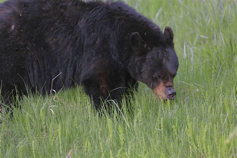 Yellowstone Black Bear Grazing Photograph by Dan Sproul