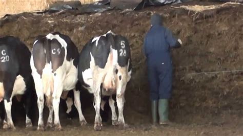 feeding silage to the cows - YouTube