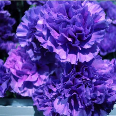 Blue carnations | ♢CARNATION FLOWER ♡♢ | Pinterest | Purple and Blue