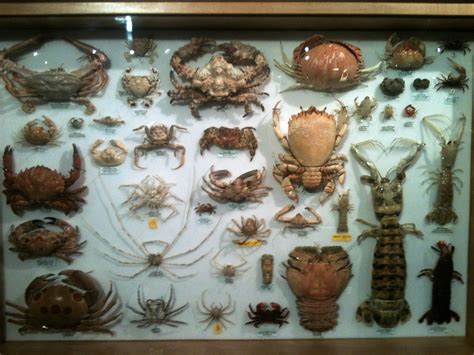 crustacean_display.jpg (1024×768) | arthropods | Pinterest