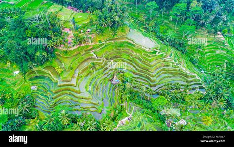 Ubud rice terraces. Bali, Indonesia Stock Photo - Alamy