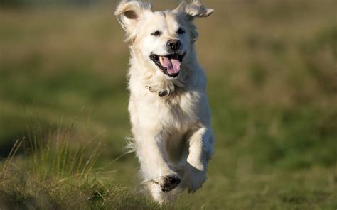 Perro Golden Retriever - Fondos de Pantalla HD - Wallpapers HD