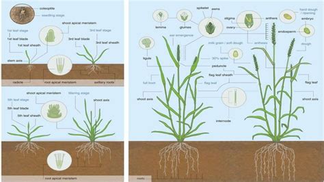 growth stages of wheat