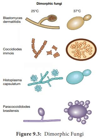 Classification of Fungi based on the Host Parasitic Relationship - Medical Mycology