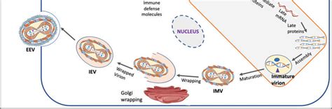 Schematic representation of the Orthopoxvirus replication cycle and ...