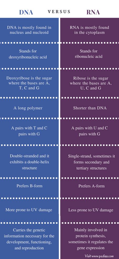 Difference Between DNA and RNA | Structure, Characteristics, Functions, Comparison