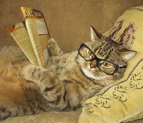 Download Glasses Funny Cat HD Wallpaper