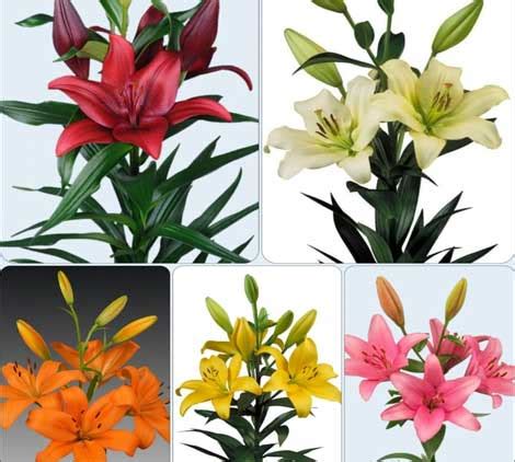 Urban Gardens Asiatic Lily (Lilium) Flower Bulbs Pack Of 5 Different ...