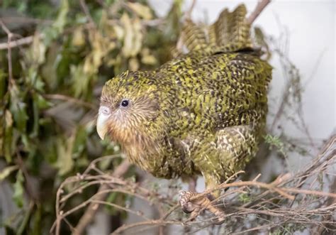 10 of New Zealand's most endangered species to keep an eye on for 2020 - NZ Herald