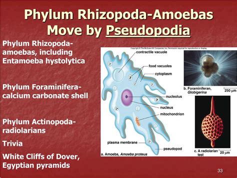 PPT - Living organisms are classified into 3 Domains PowerPoint ...