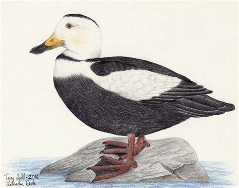 Labrador Duck - Drawing by Terry Sohl