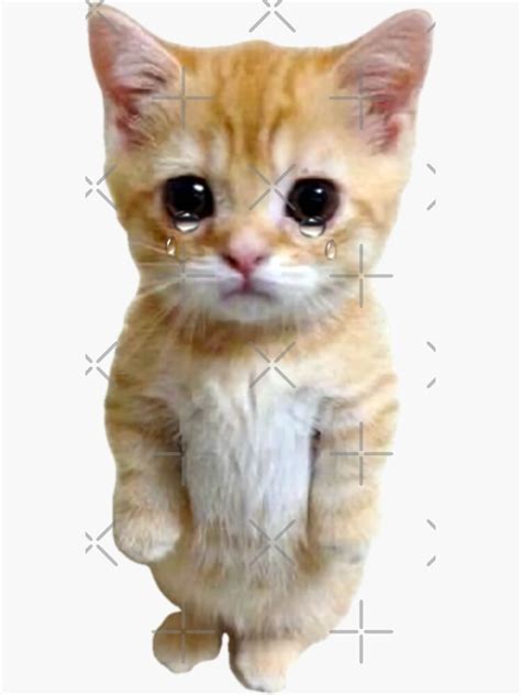 "HQ Sad Crying Cat Standing Up Meme" Sticker for Sale by fomodesigns ...