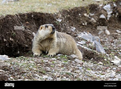 Himalayan Marmot, Marmota himalayana Stock Photo - Alamy