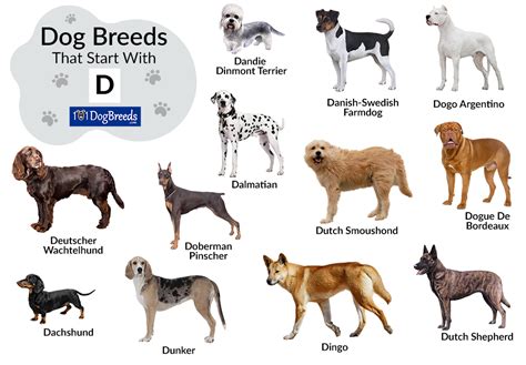 List of Dog Breeds that Start with D