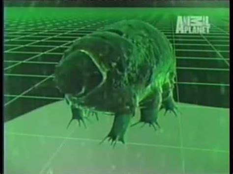 The water bear (tardigrade), the most extreme animal on our planet - YouTube