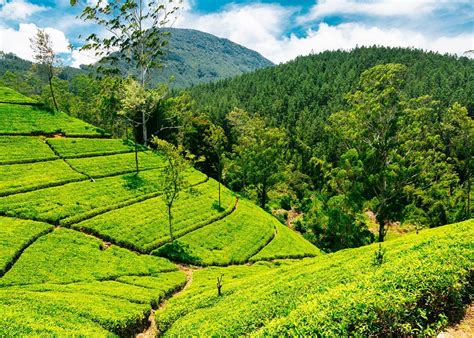 Tea Estate Visit, Sri Lanka | Audley Travel