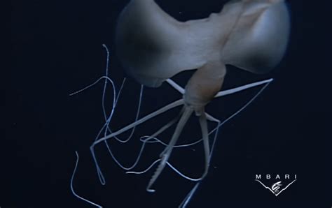 Invertebrate of the Week #9 – Bigfin Squid (Magnapinnidae) | The Common Naturalist